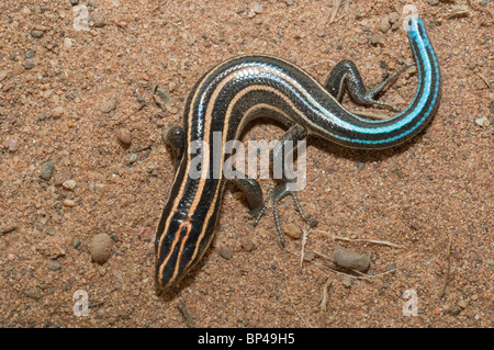 I capretti American cinque-rigato skink, Eumeces fasciatus, nativo per la parte orientale degli Stati Uniti e del Canada Foto Stock