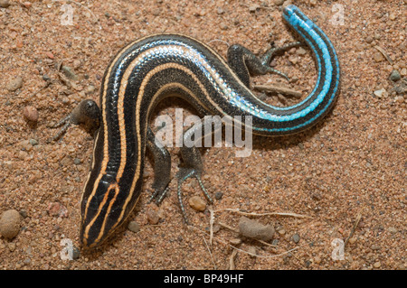 I capretti American cinque-rigato skink, Eumeces fasciatus, nativo per la parte orientale degli Stati Uniti e del Canada Foto Stock