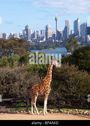 Le giraffe al Taronga Zoo ammirare la migliore vista di Sydney, Australia. Foto Stock