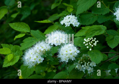 Elm-lasciava Spiraea, Spiraea chamaedryfolia ssp. ulmifolia = Spiraea ulmifolia in fiore, Romania. Foto Stock
