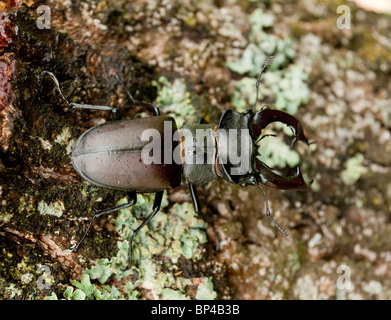 Maggiore maschio Stag Beetle, Lucanus cervus sulla vecchia quercia. Foto Stock