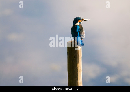 Common Kingfisher (Alcedo atthis) Foto Stock