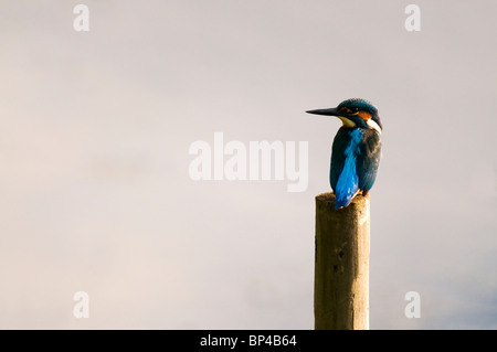 Common Kingfisher (Alcedo atthis) Foto Stock