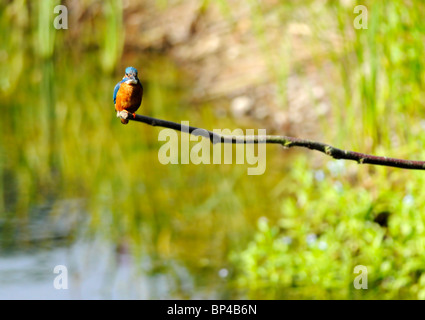 Common Kingfisher appollaiato sulla estremità del ramo. Foto Stock