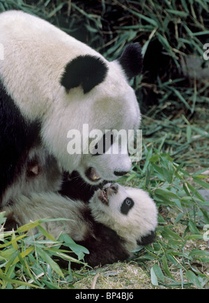 Panda gigante madre con 5-mese-vecchio baby Wolong Cina. Foto Stock
