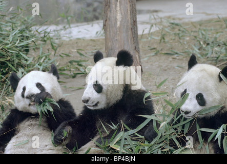 3 allevati in cattività pandas si nutrono di bamboo a Wolong Breeding Center in Cina Foto Stock