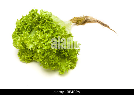 Verde vibrante di lattuga live con radici di Lollo Biondi varietà isolata contro il bianco. Foto Stock