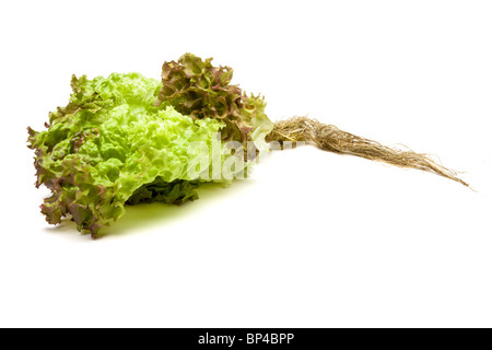 Vibrante con punta rosso verde lattuga live con radici di Lollo Rosso varietà isolata contro il bianco. Foto Stock