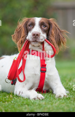 Un fegato e white English Springer Spaniel cane da lavoro che stabilisce fuori sull'erba che indossa un rosso del sistema di cavi del torace Foto Stock