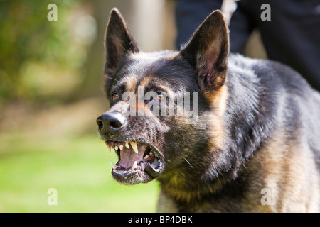 Un ex carcere di servizio di pastore tedesco cane da lavoro che mostra un comportamento aggressivo Foto Stock