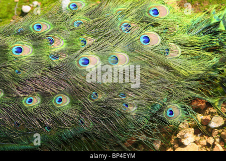 Peacock turchia coda chiusa colorato sfondo verde alta vista Foto Stock