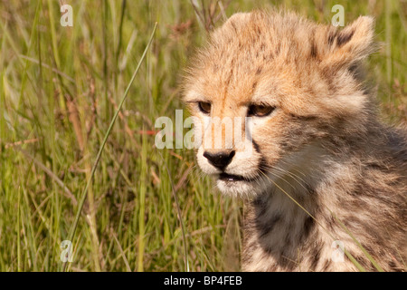 Cheetah cub nel Masai Mara in attesa per la cena da madre Foto Stock