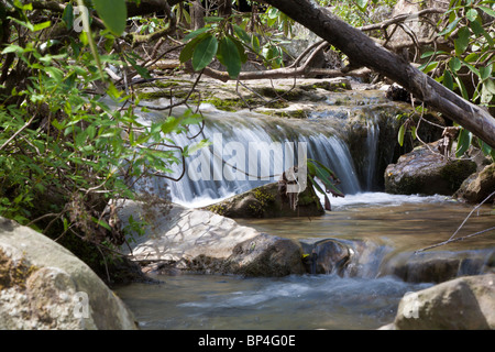 Fort Payne, AL - Apr 2009 - una piccola cascata in DeSoto stato parco di Fort Payne, Alabama Foto Stock