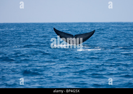 Pigmeo di balena blu, Balaenoptera musculus brevicaudae Blauwal Sri Lanka Dondra Head, fluking con remora attaccata alla coda Foto Stock