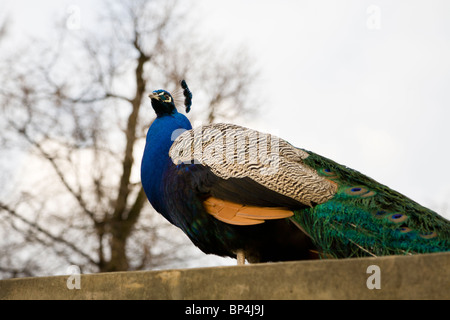 Peacock, Royal Terme Park, Varsavia POLONIA Foto Stock