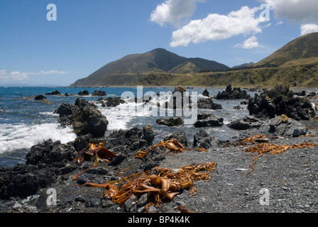 Le alghe sulla spiaggia di ciottoli, Wellington Costa Sud, Isola del nord, Nuova Zelanda Foto Stock