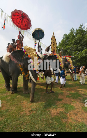 India Kerala Thrissur imbrigliato elefanti per l'Elefante Pooram Festival Foto Stock