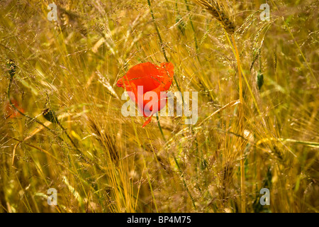 Golden il grano in un campo di fattoria e fiore di papavero closeup sulle orecchie Foto Stock