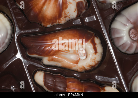 Una chiusura di una scatola di Guylian cioccolato belga di conchiglie marine nel loro box Foto Stock