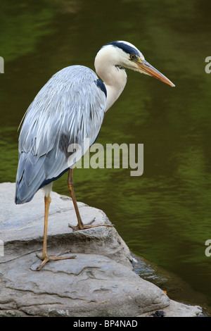 Un close-up di un airone cenerino uccello (Ardea cinerea) in piedi su una roccia vicino all'acqua Foto Stock