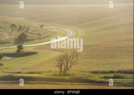 Di sera presto luce su una South Downs chalk paesaggio collinare a Beachy Head East Sussex Regno Unito Foto Stock