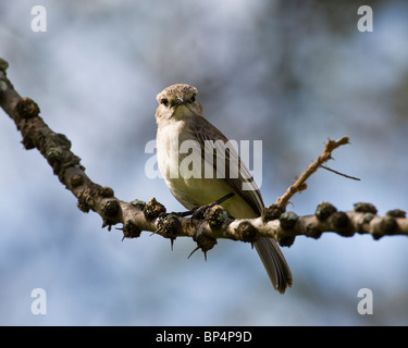 Grigio africano Flycatcher (Bradornis microrhynchus), il Masai Mara (Keekorok), Kenya, Settembre 2007 Foto Stock