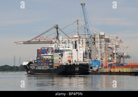 MV Pagola alimentatore contenitore nave accanto a DP World Southampton Southern England Regno Unito Foto Stock