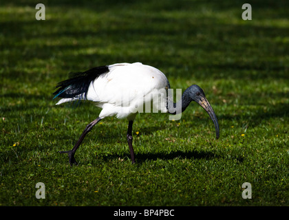 Ibis sacri (Threskiornis aethiopicus), il lago Naivasha, Kenya, Settembre 2007 Foto Stock