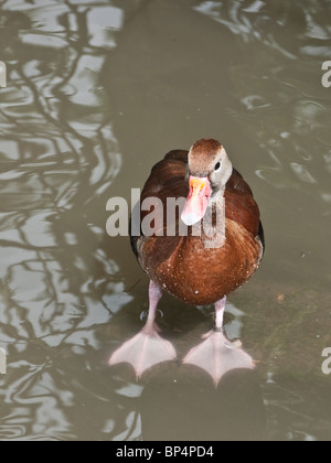 Nero fischio panciuto Duck a Slimbridge Wildfowl and Wetlands Trust, Gloucestershire, Regno Unito Foto Stock