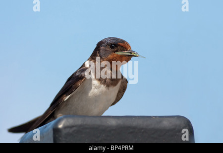 Barn Swallow rondine europea con gli insetti Foto Stock