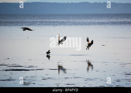 Quattro capretti aquile calve (Haliaeetus leucocephalus) risolvere dopo uno scarto, Tsawwassen, Vancouver, Canada. Jack fotografia della luna Foto Stock