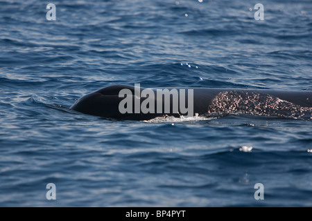 Capodoglio, Cachalote, Pottwal, Physeter macrocephalus, Sri Lanka Sud costa unico foro di sfiato sul lato sinistro della testata Foto Stock