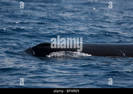 Capodoglio, Cachalote, Pottwal, Physeter macrocephalus, Sri Lanka Sud costa blowhole e testa Foto Stock