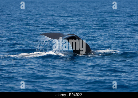 Capodoglio, Cachalote, Pottwal, Physeter macrocephalus, Sri Lanka South Coast diving e fluking Foto Stock