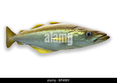 La fotografia di un Pollack (Pollachius pollachius) su uno sfondo bianco. Ritratto d'un lieu jaune sur fond blanc. Foto Stock