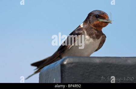 Barn Swallow rondine europea con gli insetti Foto Stock