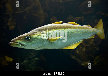 La fotografia di un Pollack (Pollachius pollachius) nel Mare Iroise (Francia). Ritratto d'un lieu jaune en mer d'Iroise. Foto Stock