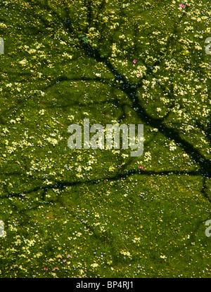 Lussureggianti coppe, margherite, primrose su un prato erboso che danno apprensione all'albero pieno di fiori Foto Stock