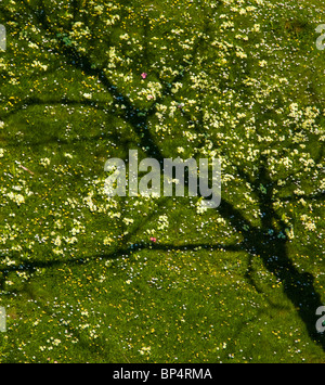 Lussureggianti bicchieri, margherite, primosi e ombra di alberi su un prato d'erba che appare come un albero pieno di fiori Foto Stock