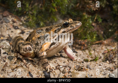 Dipinto di rana (Discoglossus pictus), Spagna, Katalonia Foto Stock