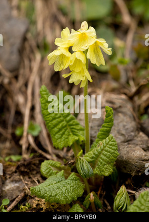 Oxlip, Primula elatior in pascolo alpino, Alpi Svizzere Foto Stock