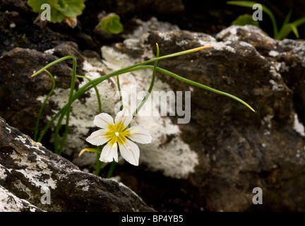 Snowdon Lily o Lloydia, Lloydia serotina in fiore, Alpi Svizzere Foto Stock