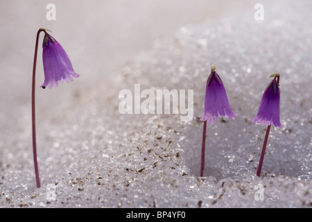 Dwarf Snowbells spingendo verso l'alto attraverso la neve, Alpi. Foto Stock