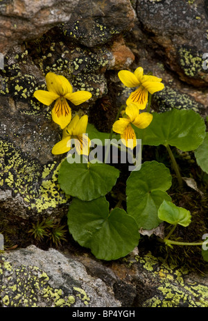 Legno giallo viola, viola biflora nelle Alpi Svizzere. Foto Stock