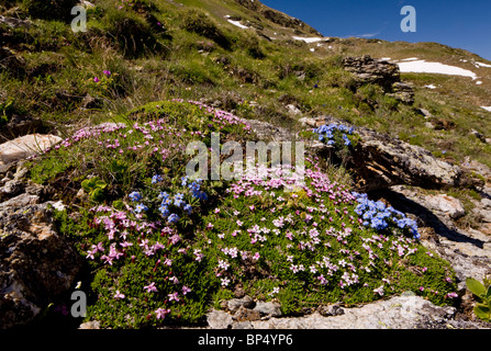 Masse di fiori alpini (tra cui il re-di-il-Alpi e Moss Campion) a circa 2000m. a Livigno Pass, Alta Engadina Foto Stock