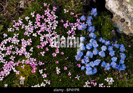 Re-di-il-Alpi, Eritrichium nanum e Moss Campion Silene acaulis su Livigno Pass, Svizzera. Foto Stock