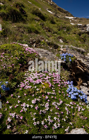 Re-di-il-Alpi, Eritrichium nanum e Moss Campion Silene acaulis su Livigno Pass, Svizzera. Foto Stock
