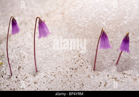 Dwarf Snowbells spingendo verso l'alto attraverso la neve, Alpi. Foto Stock