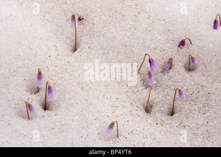 Dwarf Snowbells spingendo verso l'alto attraverso la neve, Alpi. Foto Stock