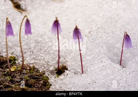 Dwarf Snowbells spingendo verso l'alto attraverso la neve, Alpi. Foto Stock